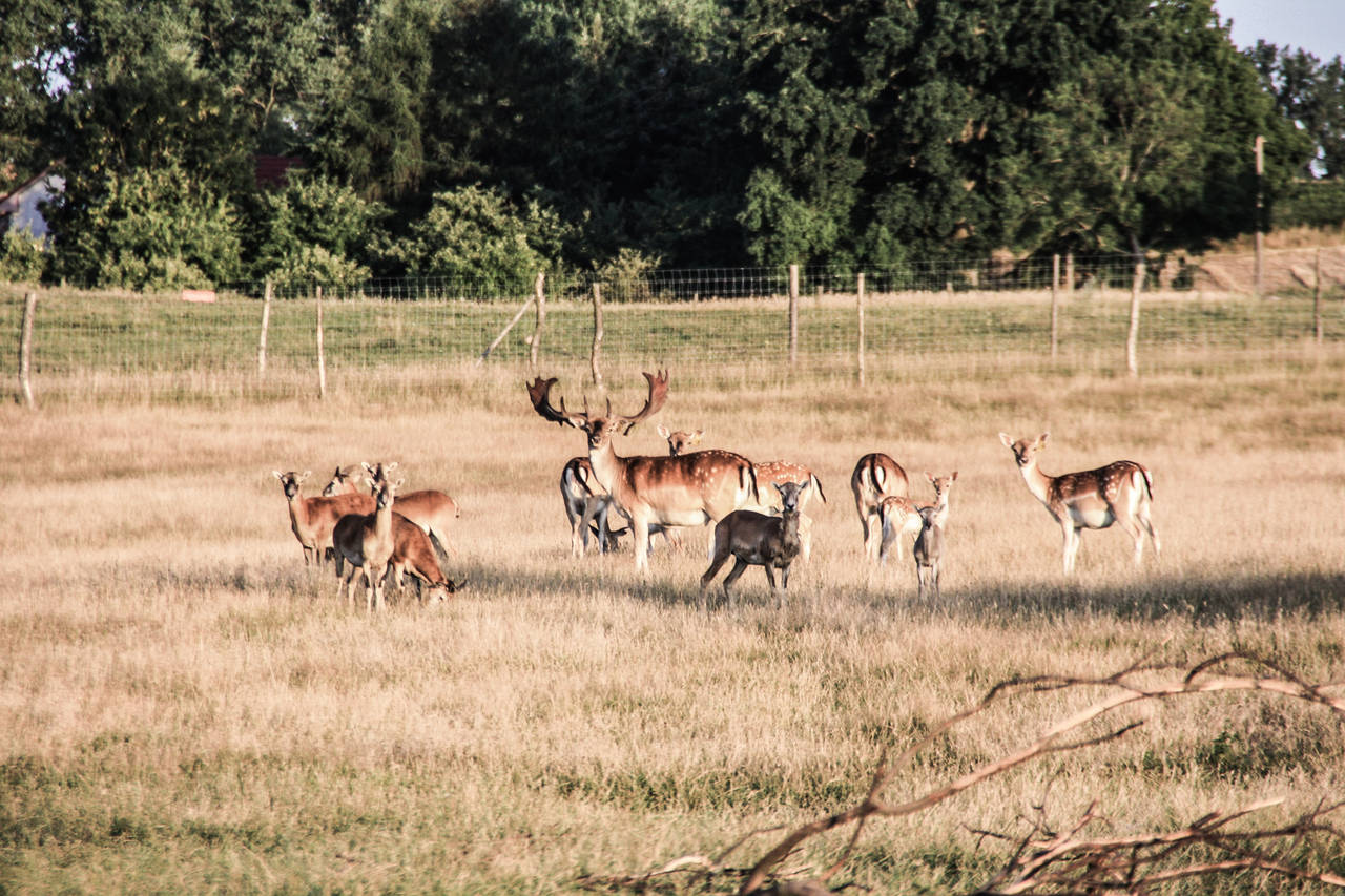 fallow deer 2