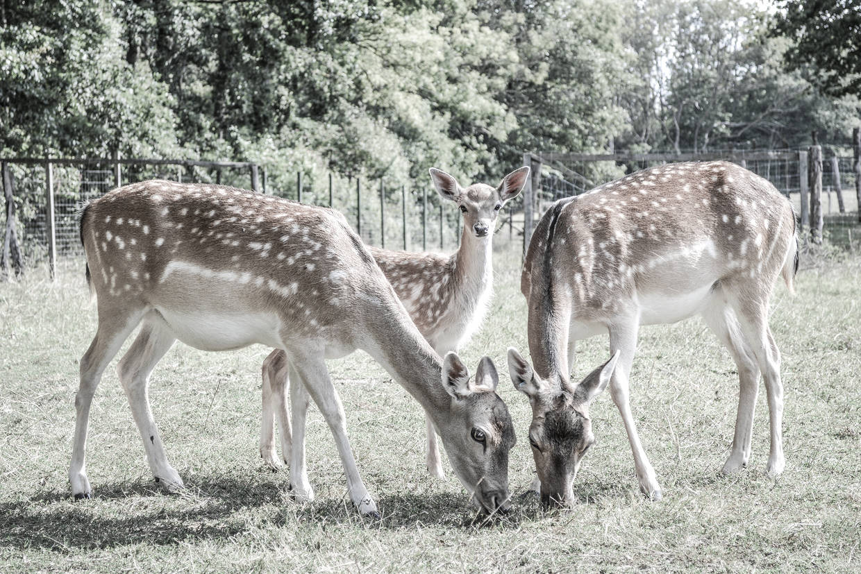 Tiere mit Kalb