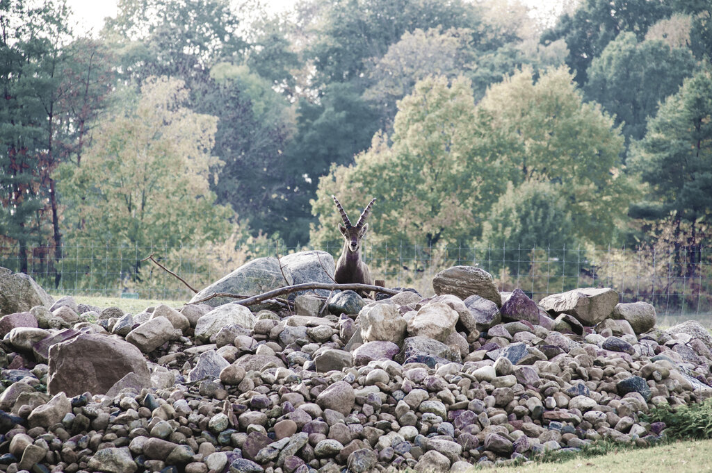 Steinbock