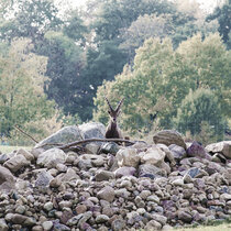 Steinbock