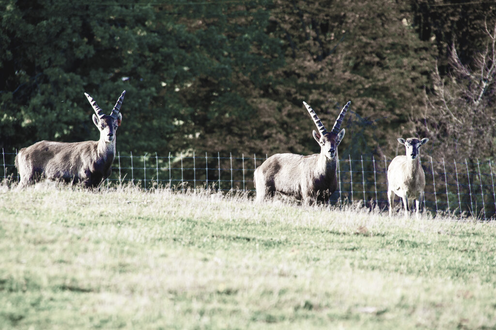 Steinbock