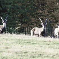 Steinbock