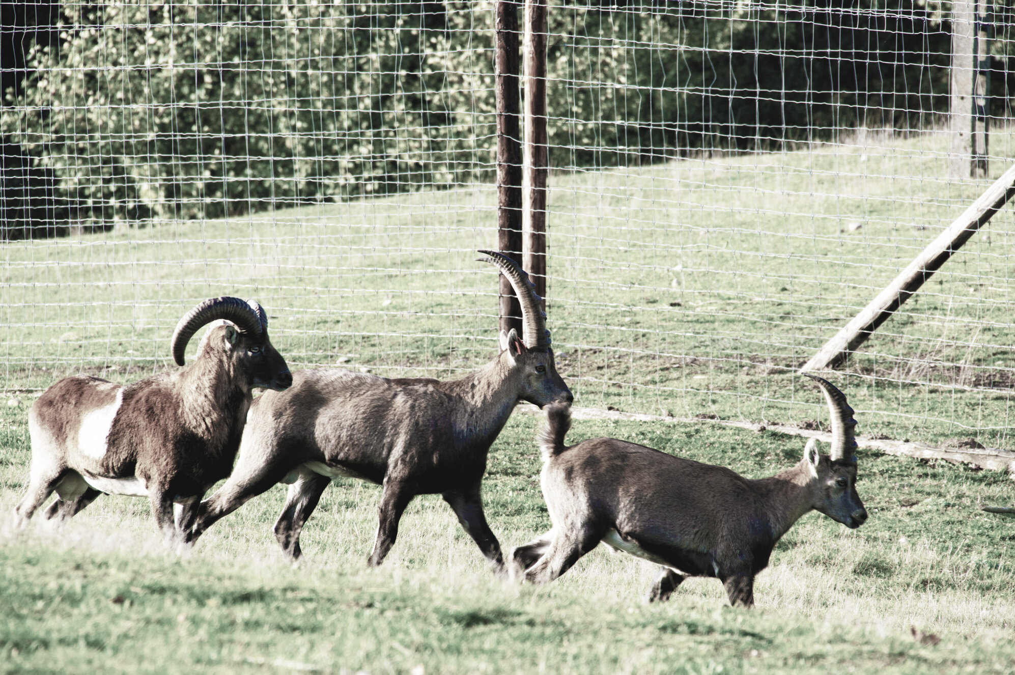 mouflon with capricorns