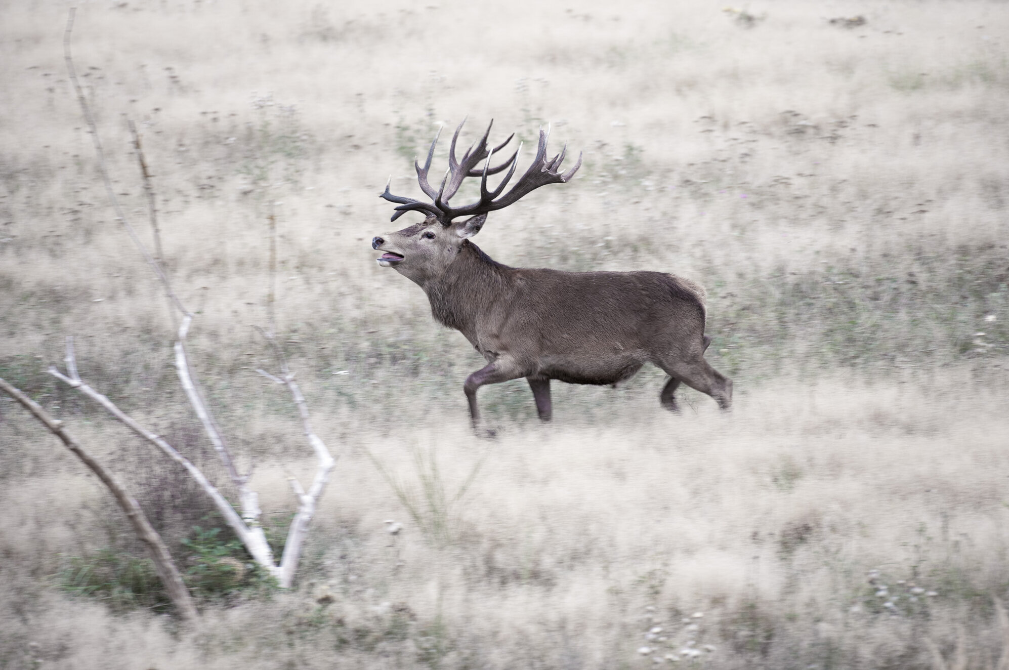 Red deer rut 2024