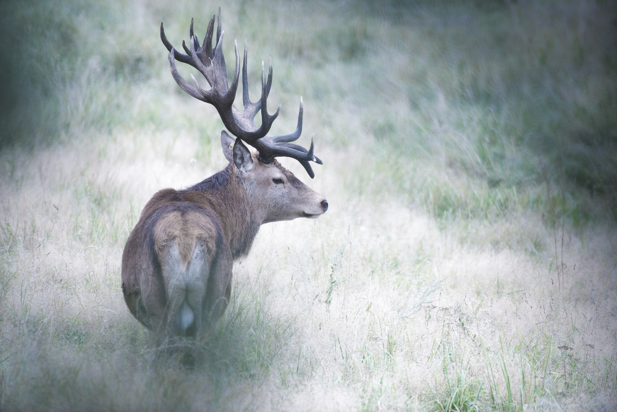 Red deer rut 2024