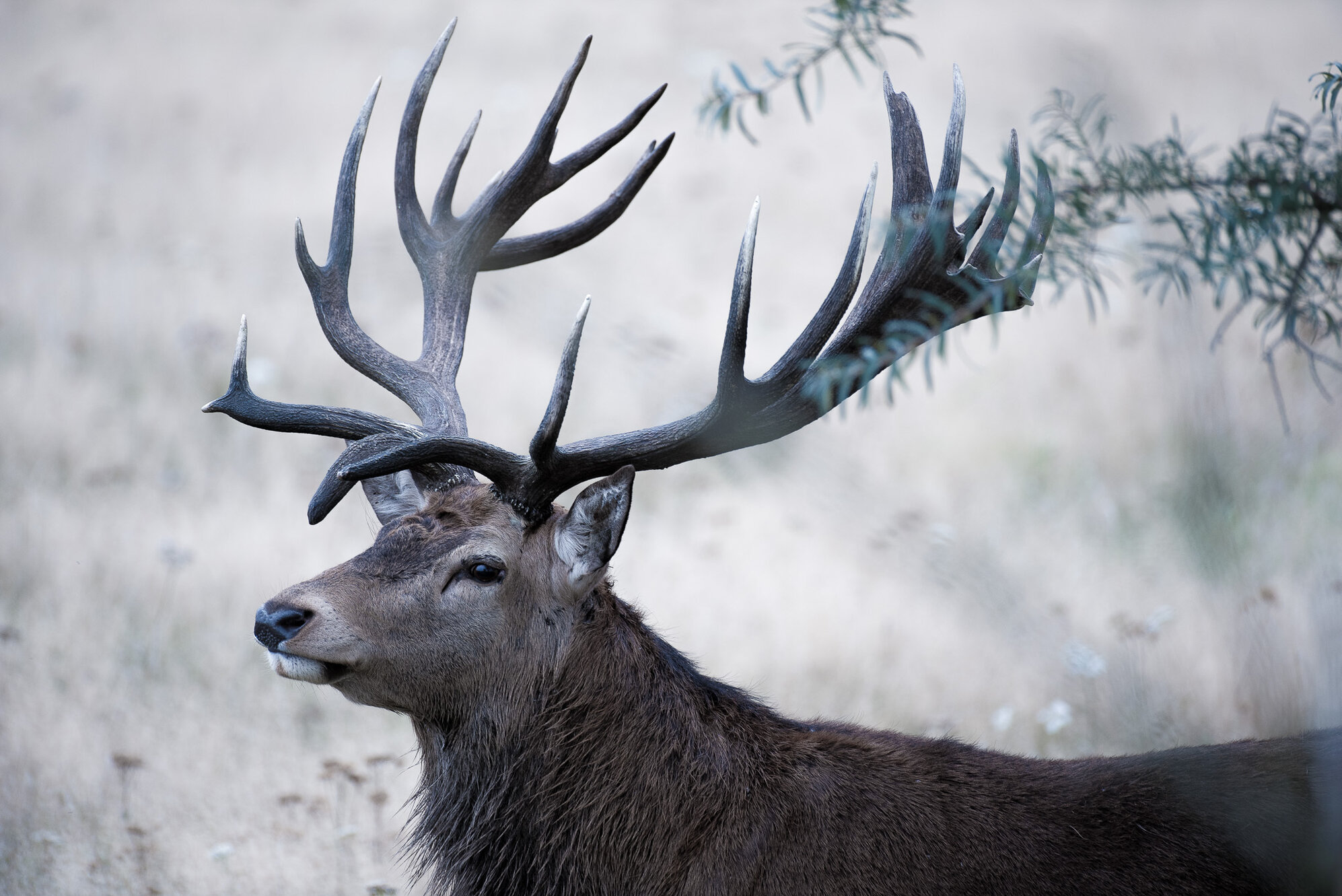 Red deer rut 2024