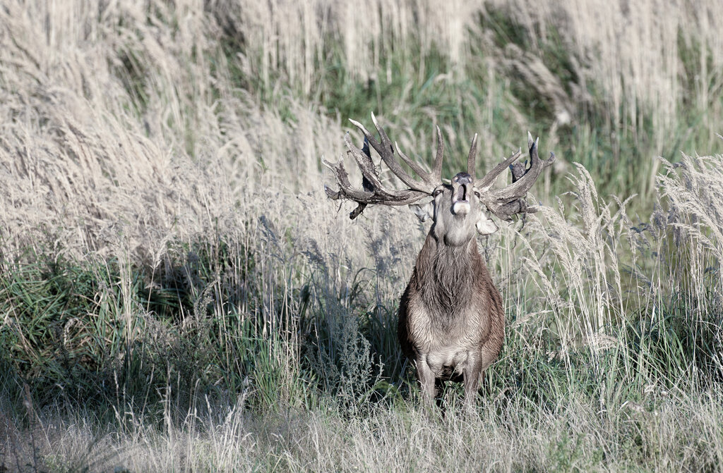 Red deer rut 2024